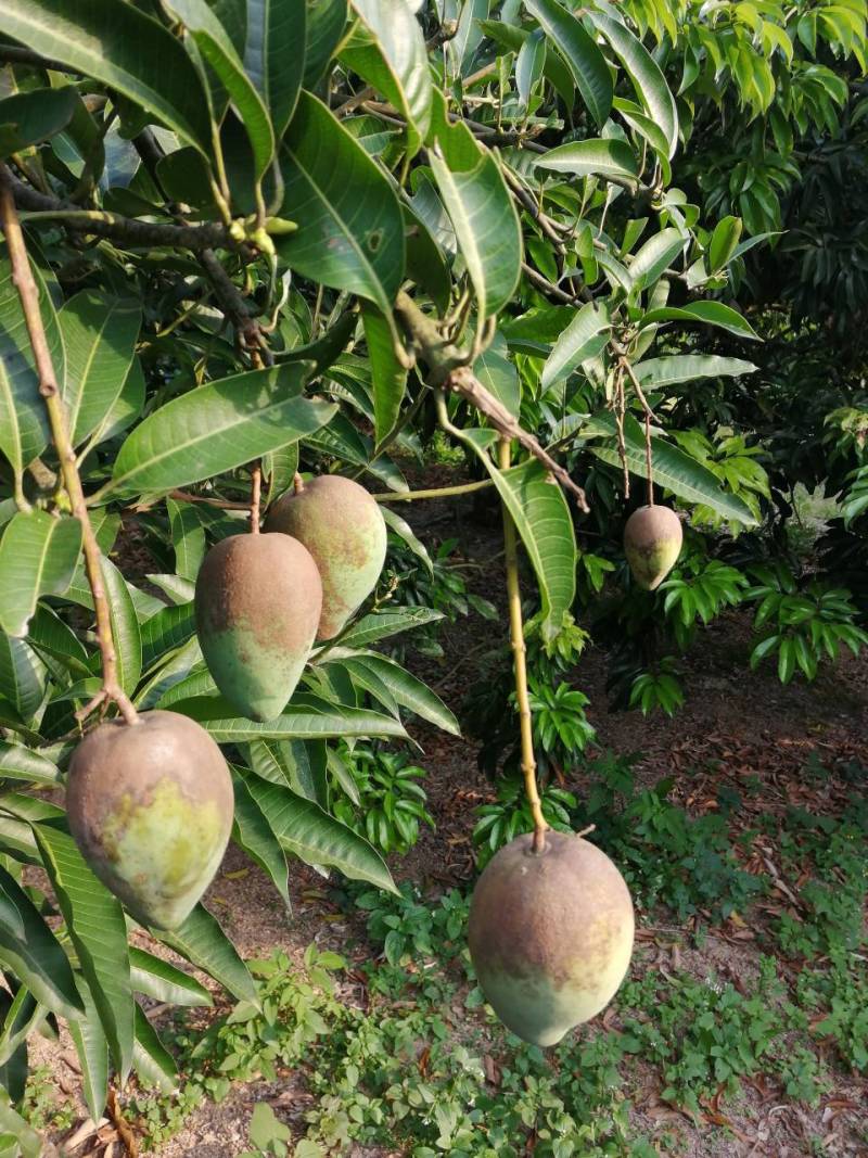 四季蜜芒 - 第2页 - 芒果论坛 - 水果邦农人之家论坛