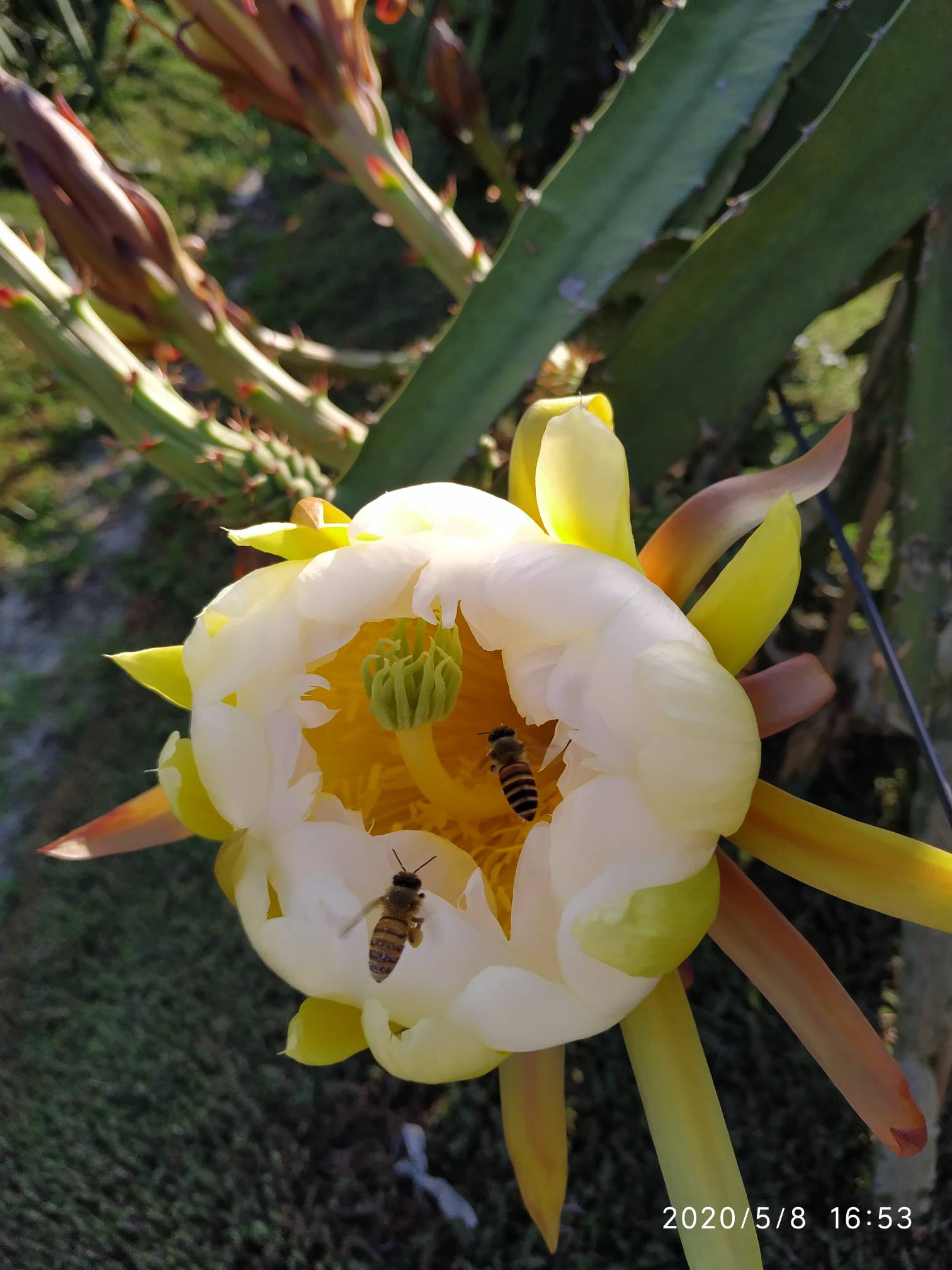 燕窝果花图片