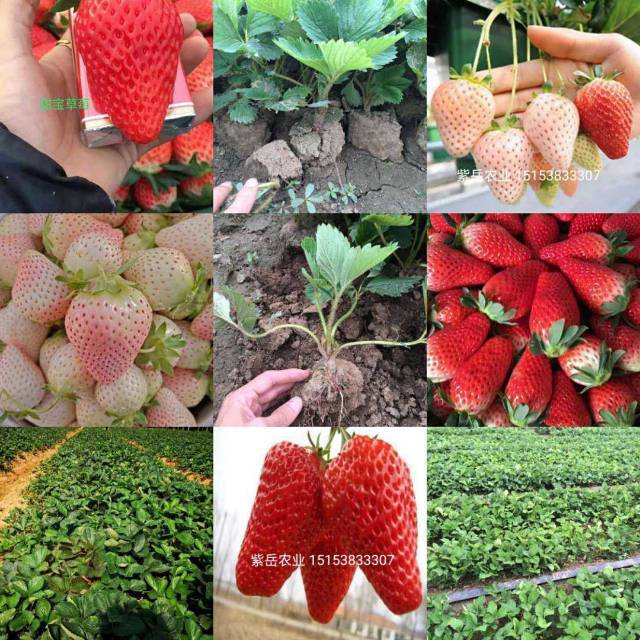 草莓苗种植后如何快速的缓苗