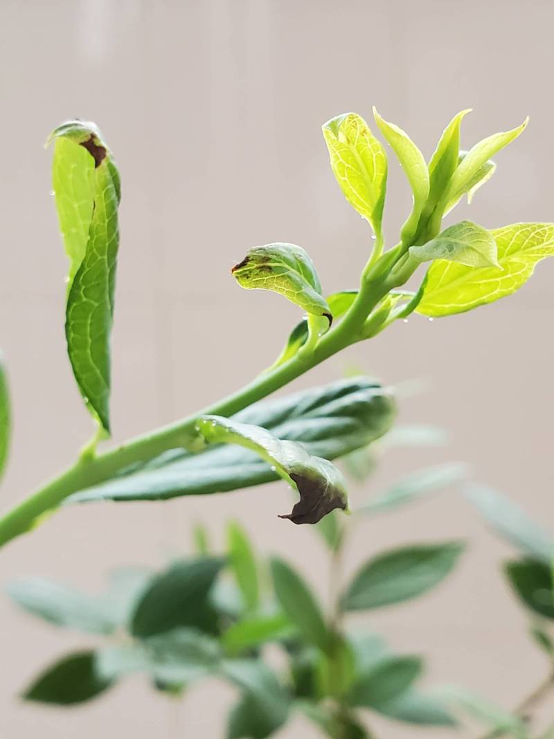 蓝莓嫩叶焦枯啥情况