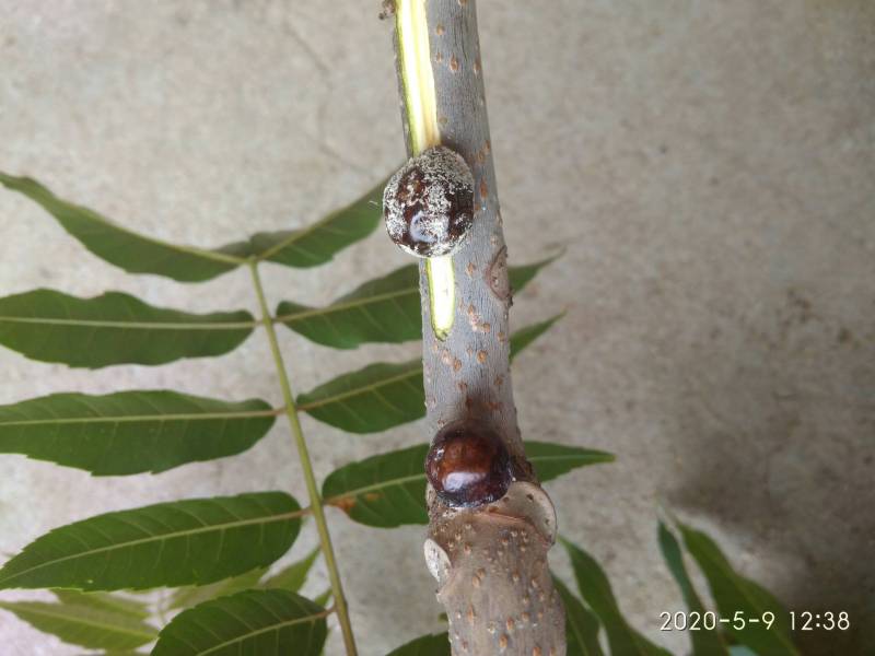 桃树论坛 - 水果邦农人之家