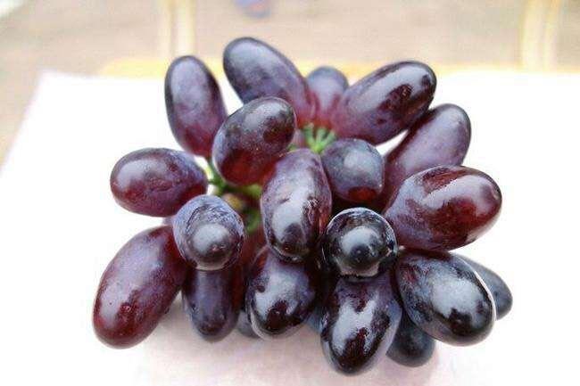 买苗赠送了一颗a19(紫甜无核)对这品种无知,谁来说说 - 葡萄论坛