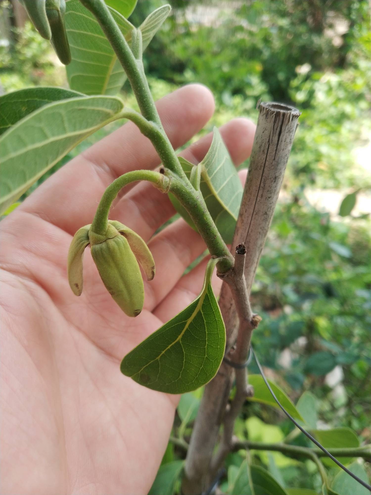 释迦果花图片怎么结果图片