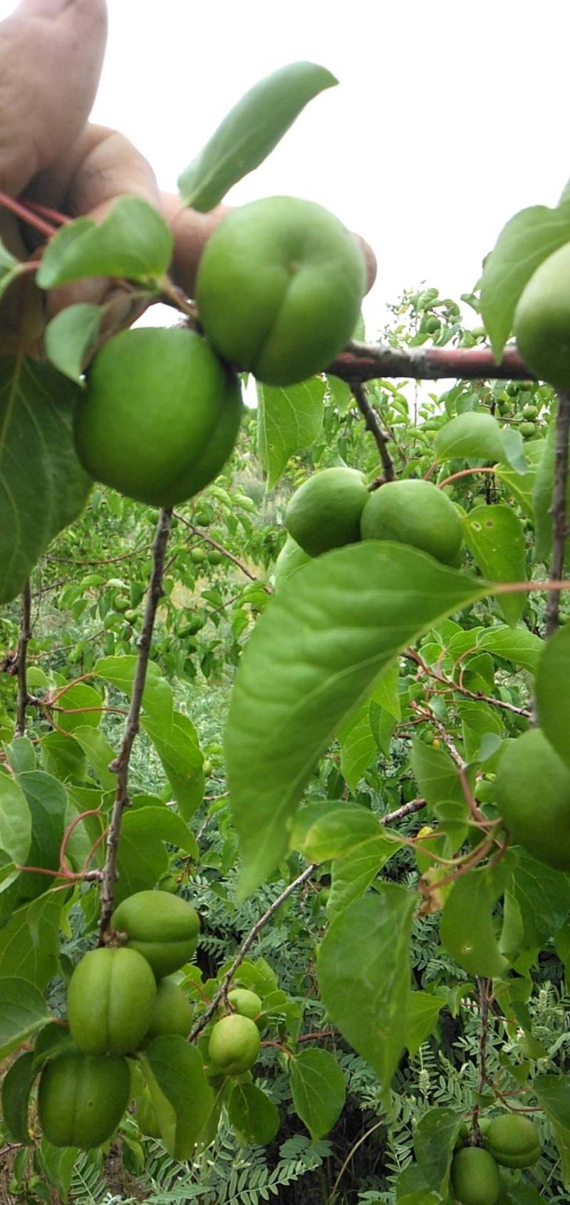 新疆伊犁红油杏