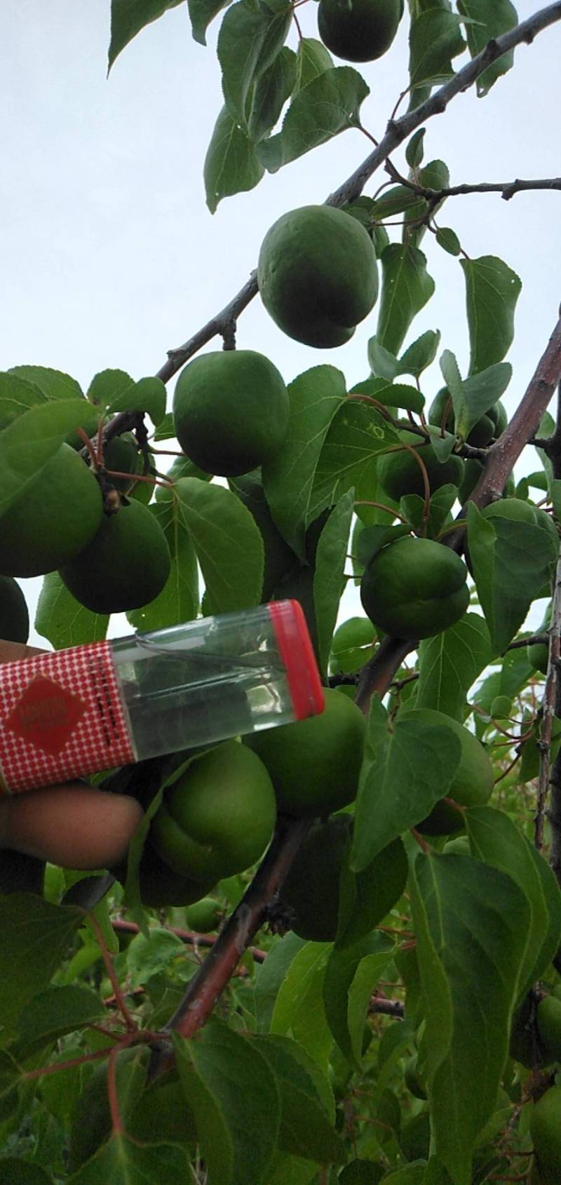 新疆伊犁红油杏