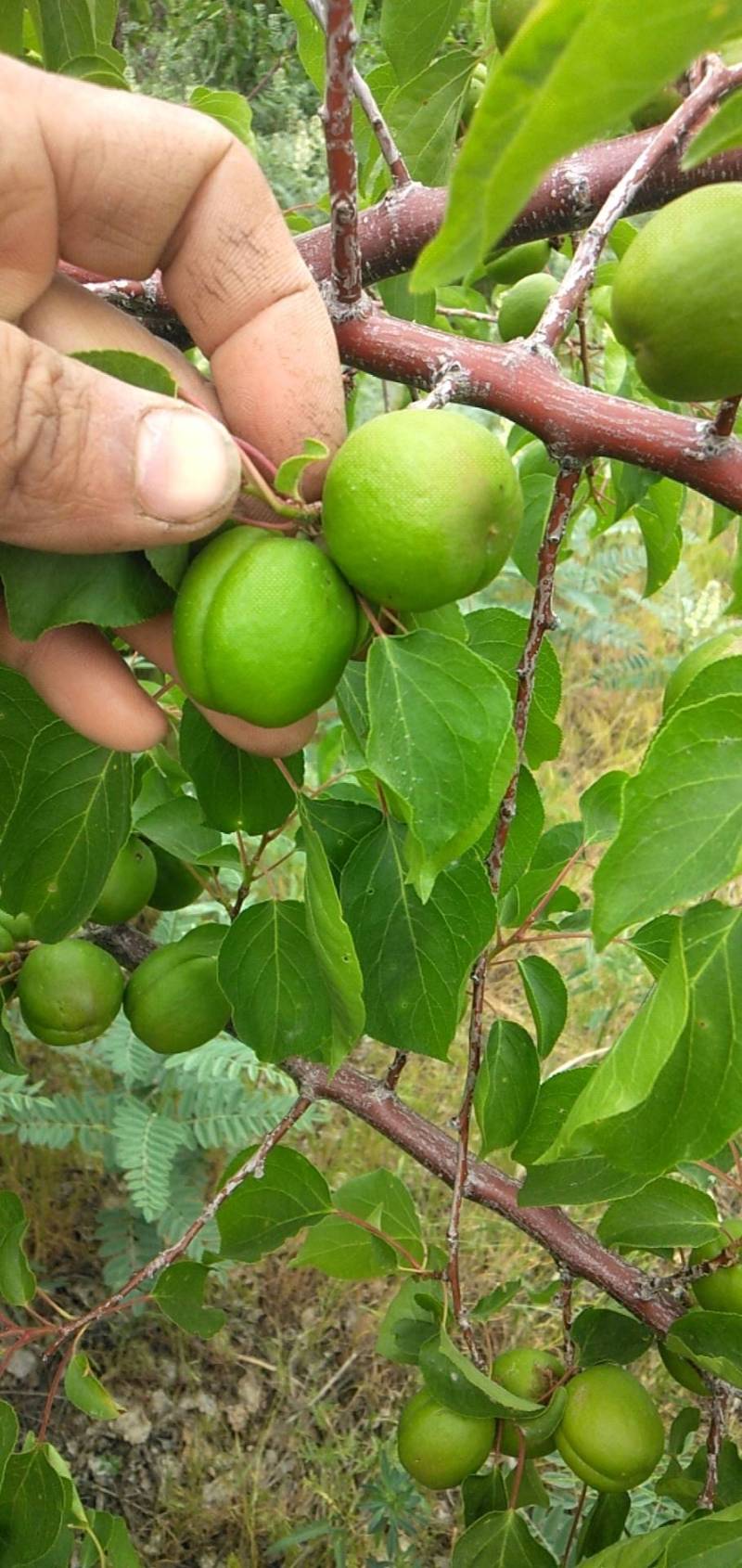 新疆伊犁红油杏