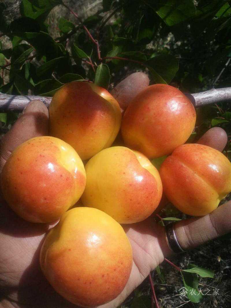 新疆伊犁红油杏