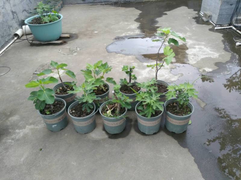 给小无施肥,整出大动作了 - 无花果论坛 - 水果邦农人之家论坛