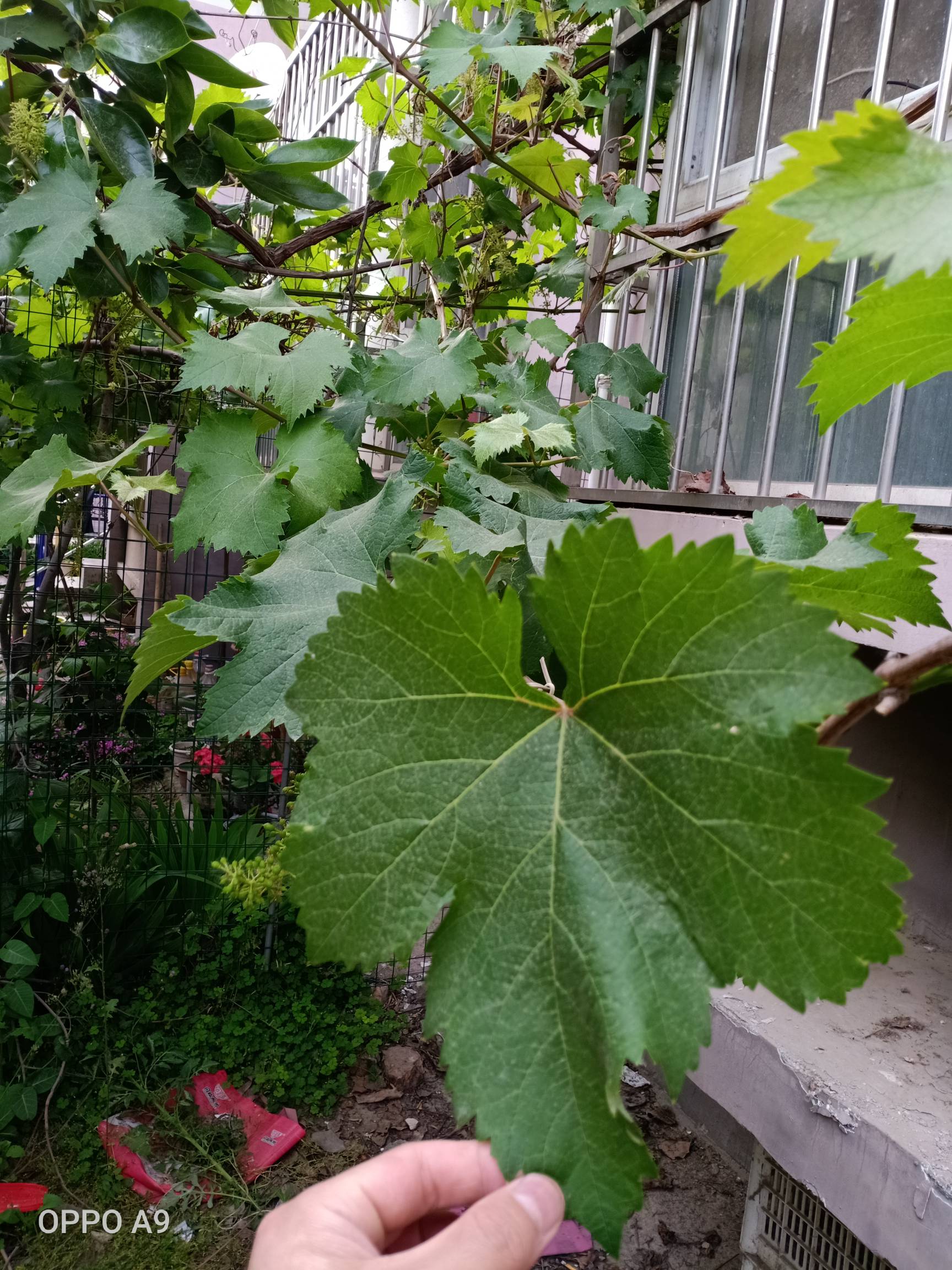 巨峰保果與自然果之對比 - 葡萄論壇 - 水果邦農人之家論壇