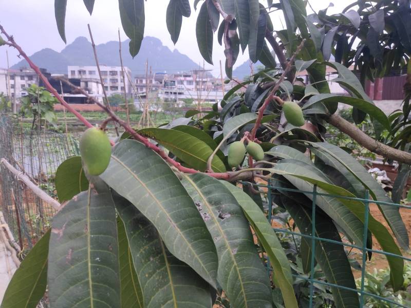 论坛 69 ≡南方果树区≡ 69 芒果论坛 69 据说是金煌芒