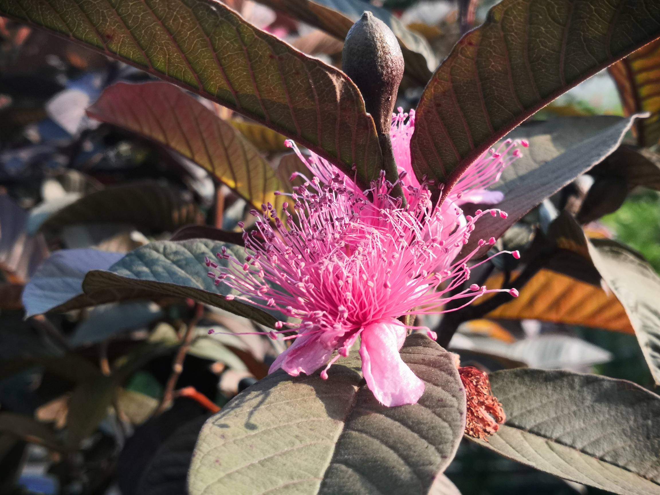 别人送的芭乐,不懂啥品种