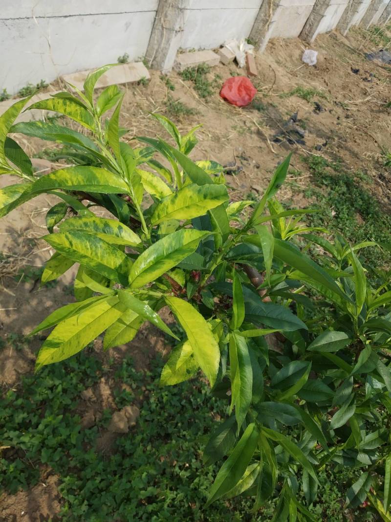 这种叶子是缺素症还是病毒