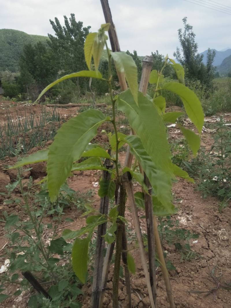 今年种的锥栗苗成活了,种子也露芽了