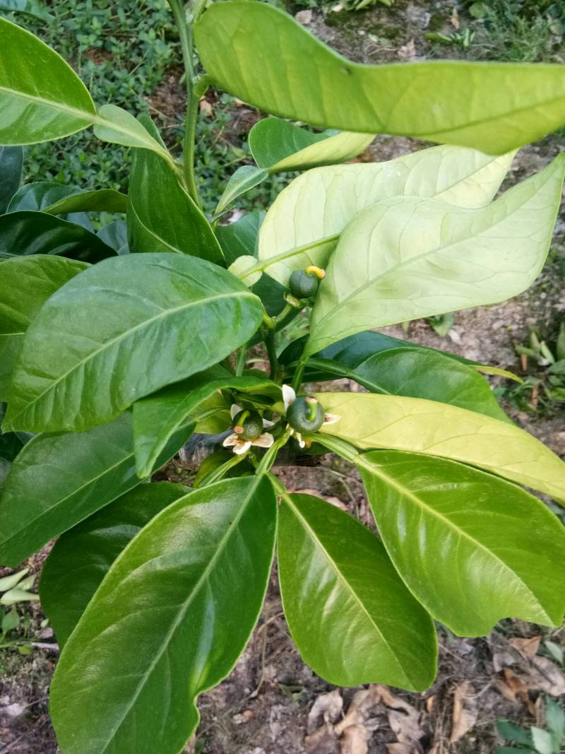 爱媛43,己出果了