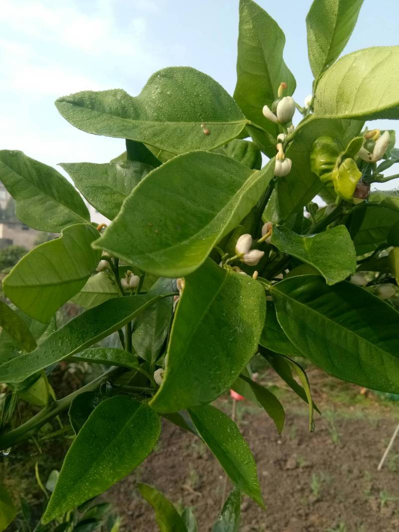 爱媛43,己出果了