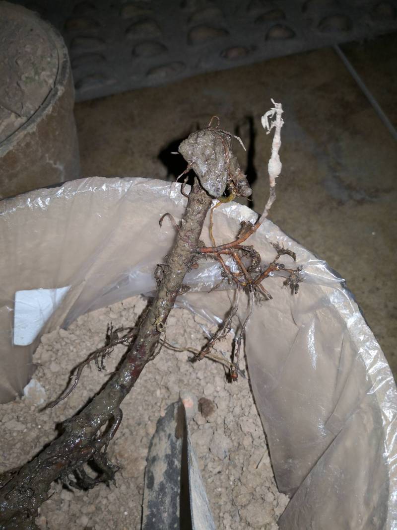 这个是根瘤吗? - 无花果论坛 - 水果邦农人之家论坛