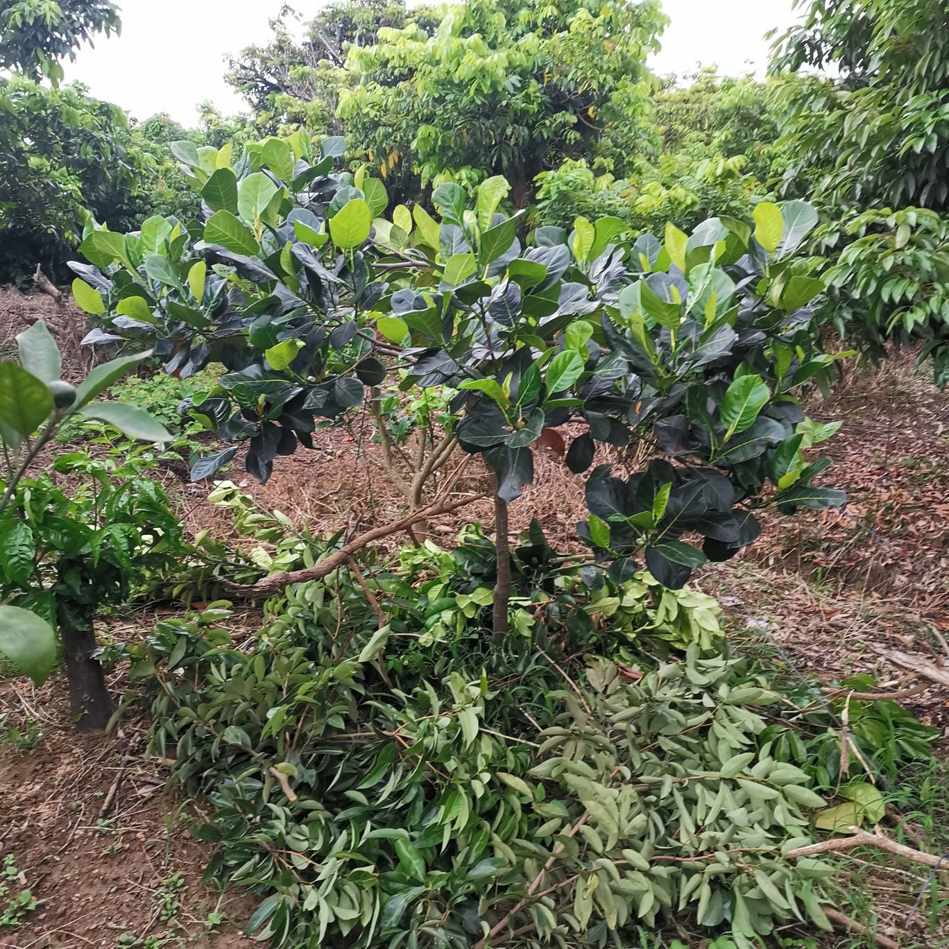 这是红肉菠萝蜜吗?压枝条后的