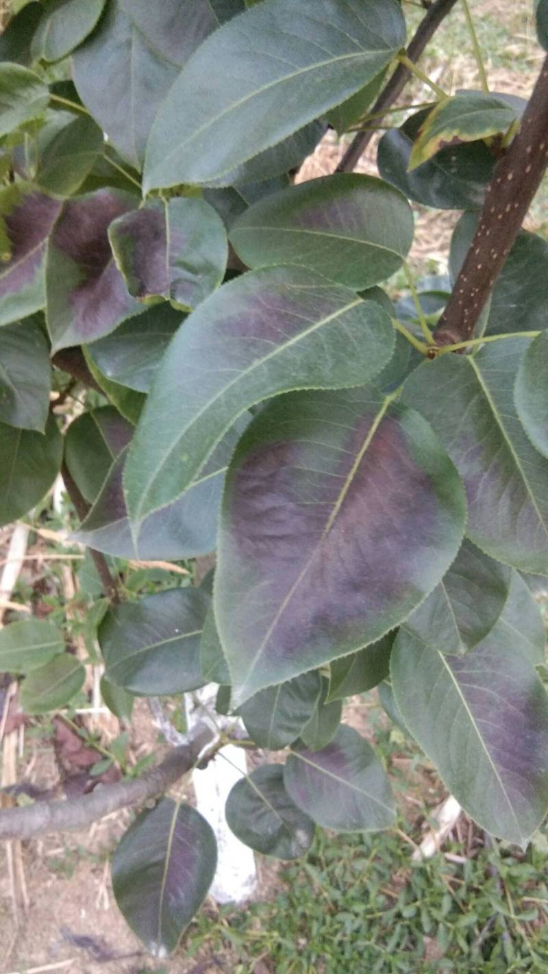 梨树论坛 - 水果邦农人之家论坛