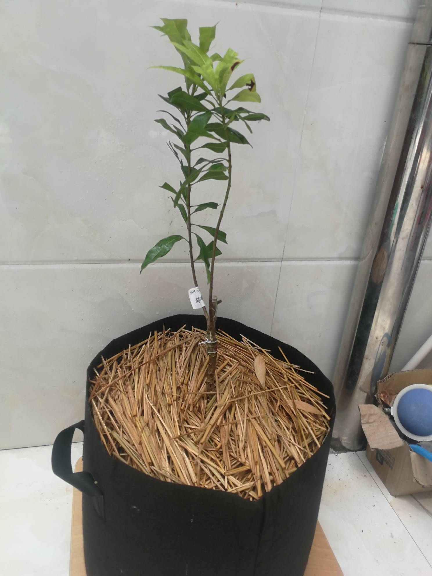 这个是杨梅苗嘛