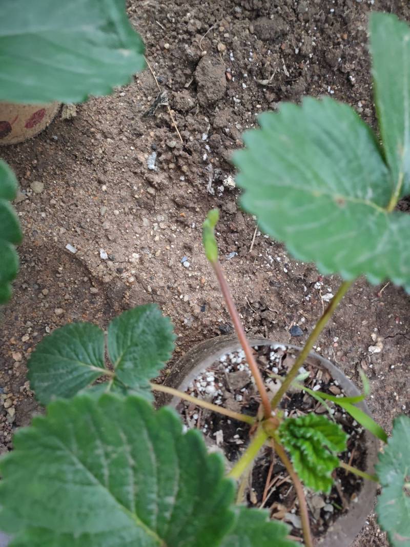 草莓一直走茎 - 草莓论坛 - 水果邦农人之家论坛