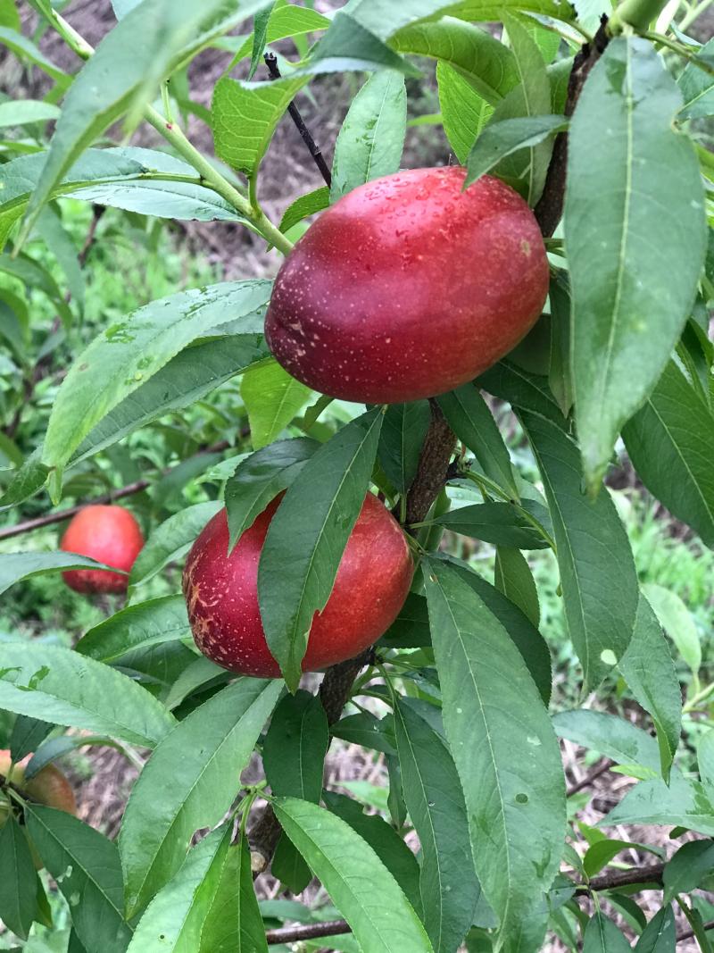 新48油桃 - 桃树论坛 - 水果邦农人之家论坛