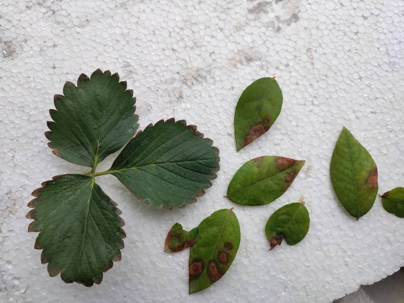 硫酸型肥料叶面喷施的后果