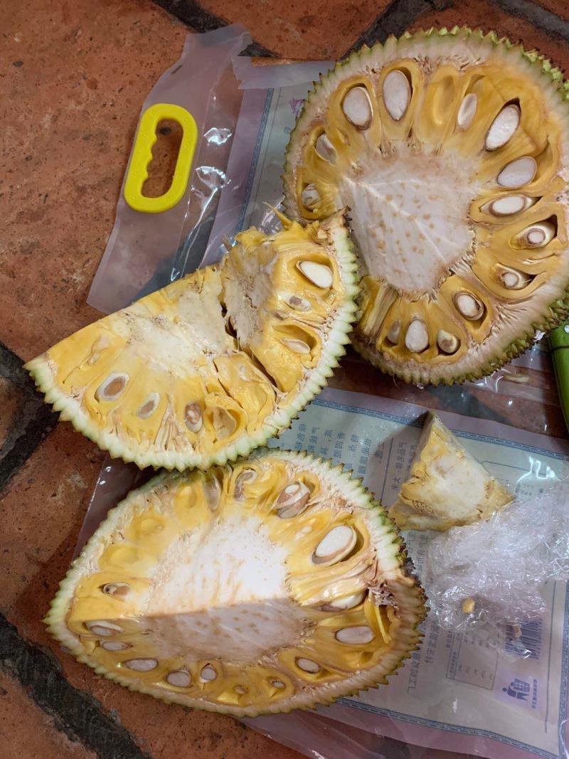 珍珠菠萝蜜大批上市