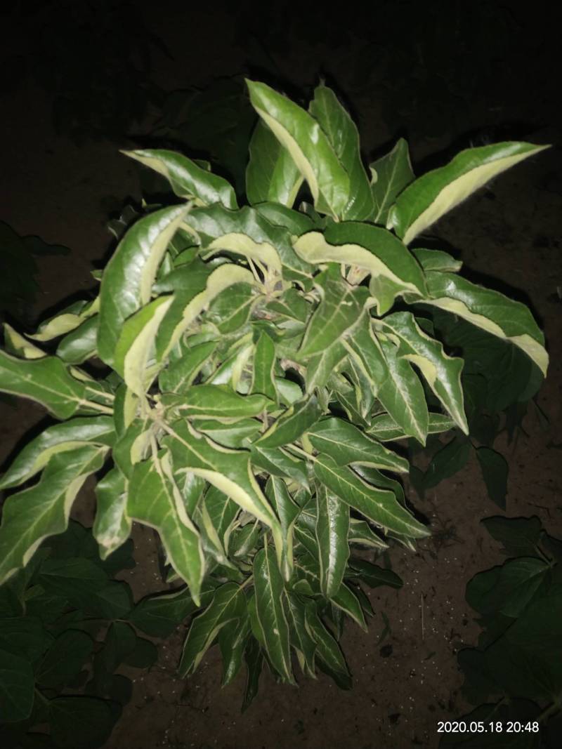 苹果叶子怎么老是卷