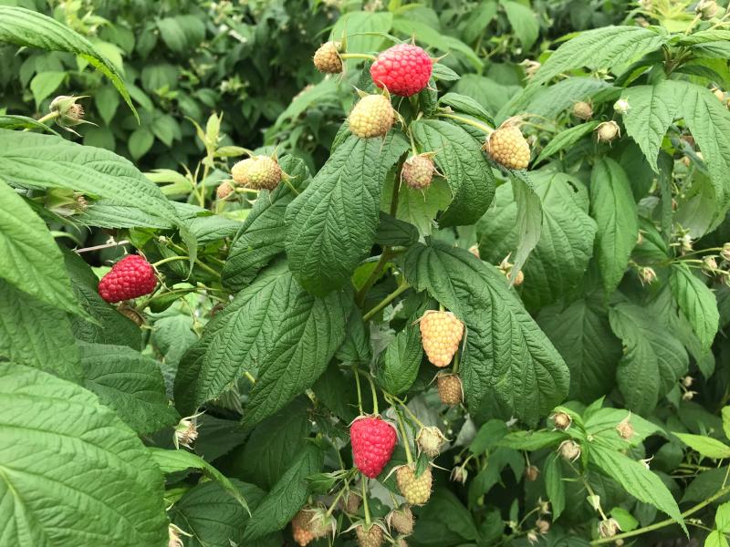 波尔卡,一种个大香甜好吃不好种的品种 - 树莓论坛 - 水果邦农人之家