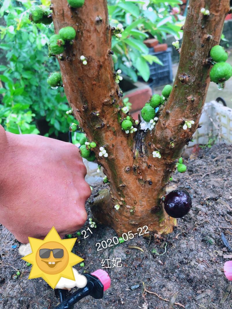 红妃两天成熟 - 树葡萄 - 水果邦农人之家论坛