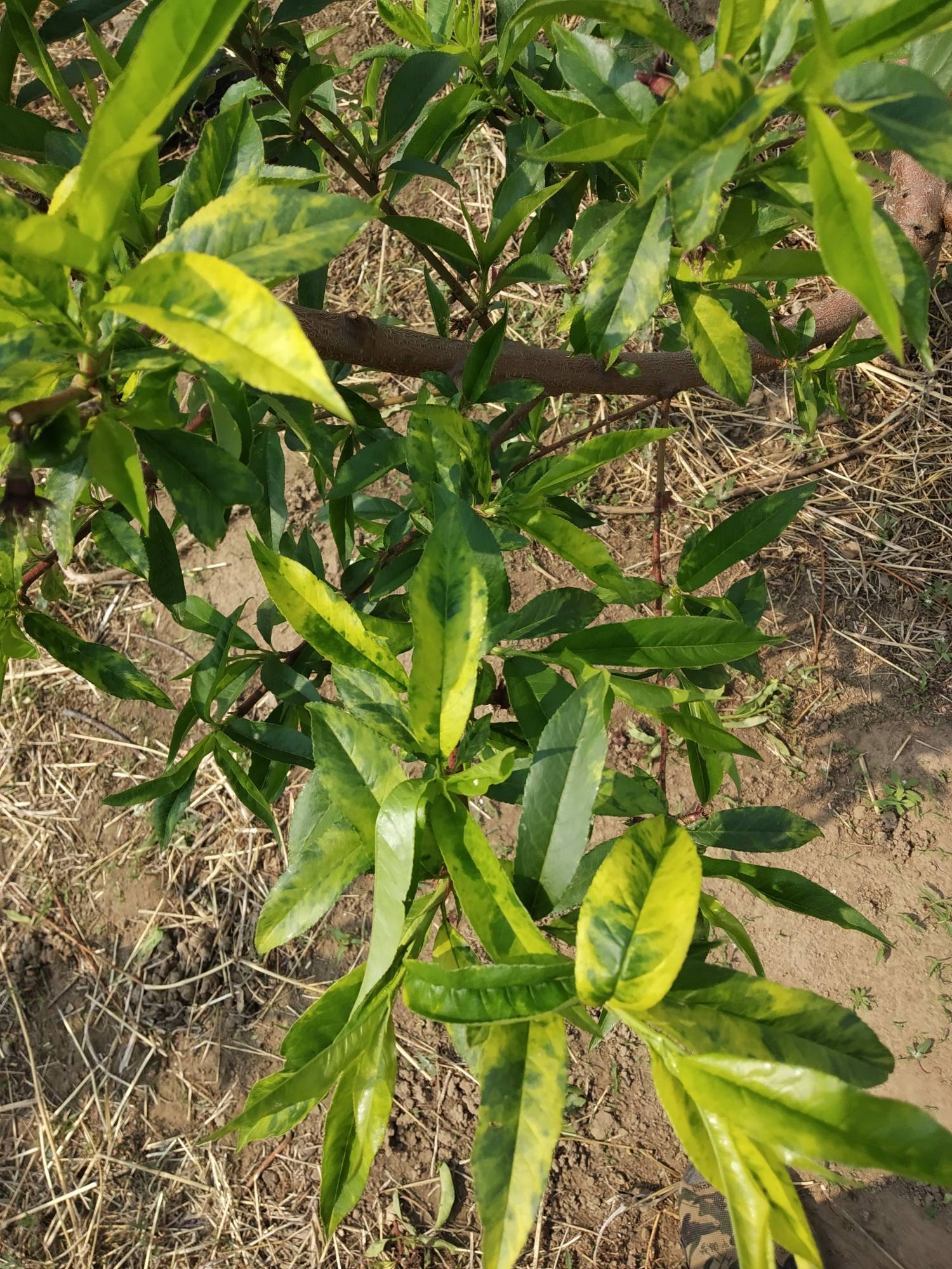 桃树缺氮症状图片图片