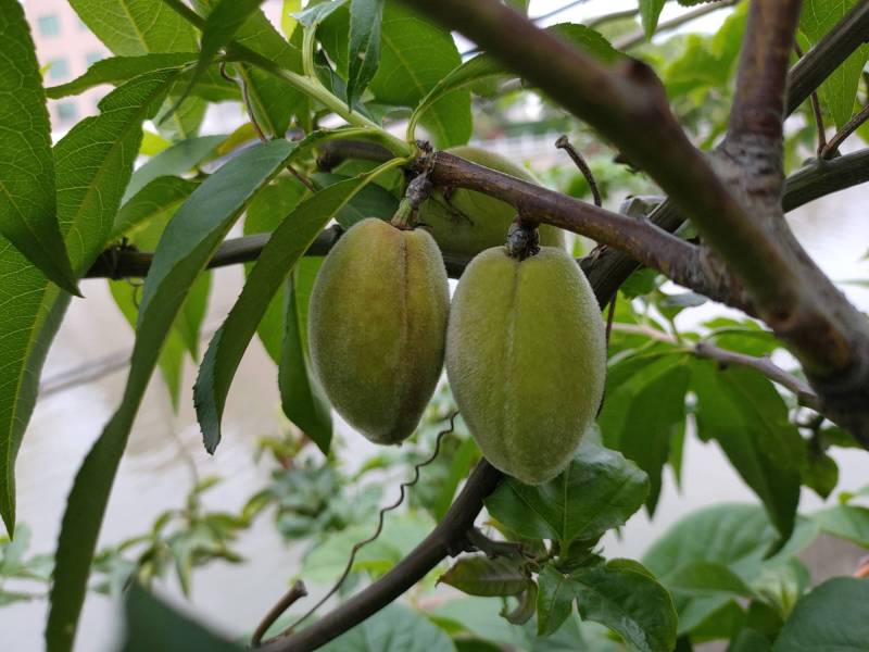 关于无花果春果的疑问