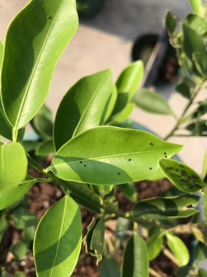 论坛 69 ≡南方果树区≡ 69 柑橘论坛 69 请问这是什么虫?