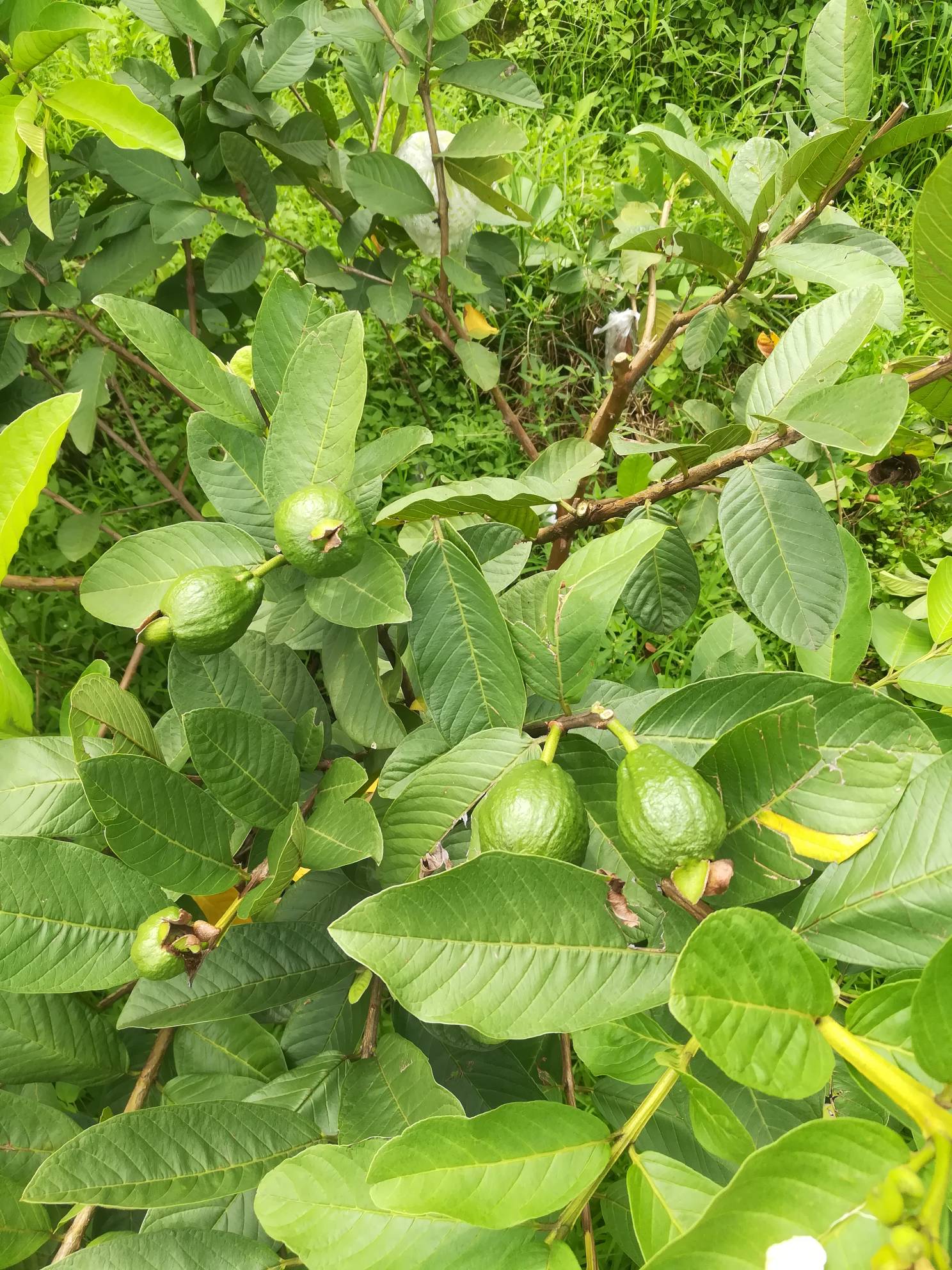 番石榴芭乐果树 