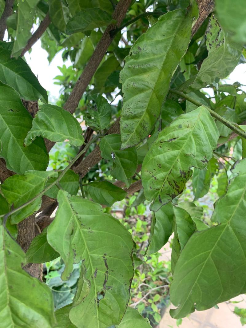 黄皮树浅绿浅绿的,边缘是黑色,这是什么病?