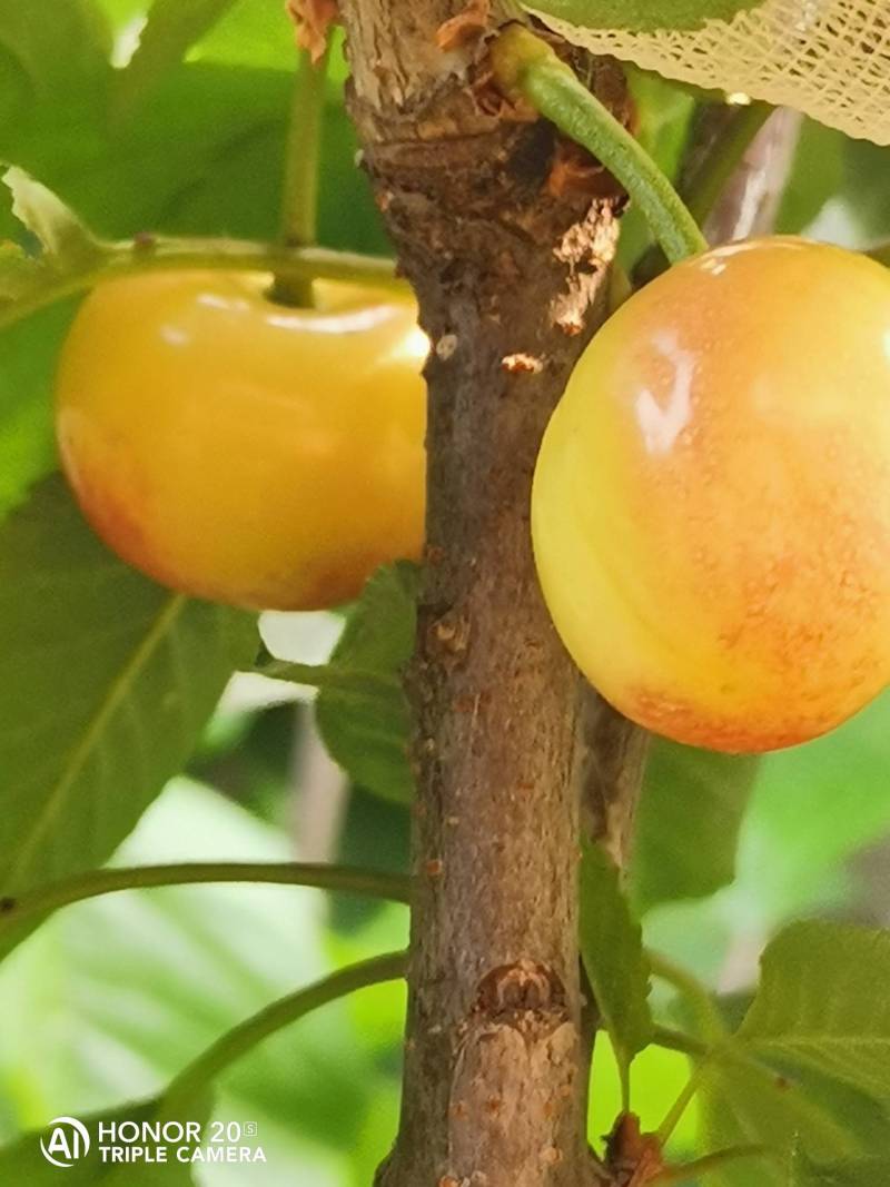 大樱桃新品种福翠