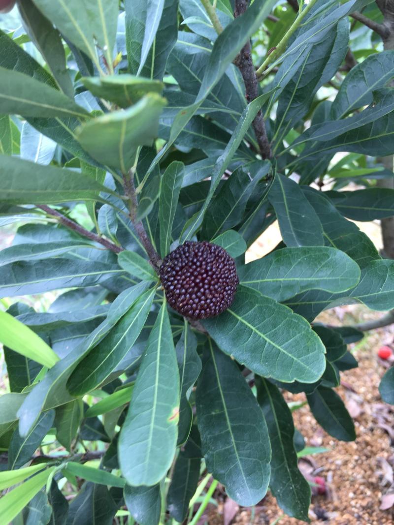 前年嫁接的安海软丝结果香甜可口 - 杨梅论坛 - 水果邦农人之家论坛