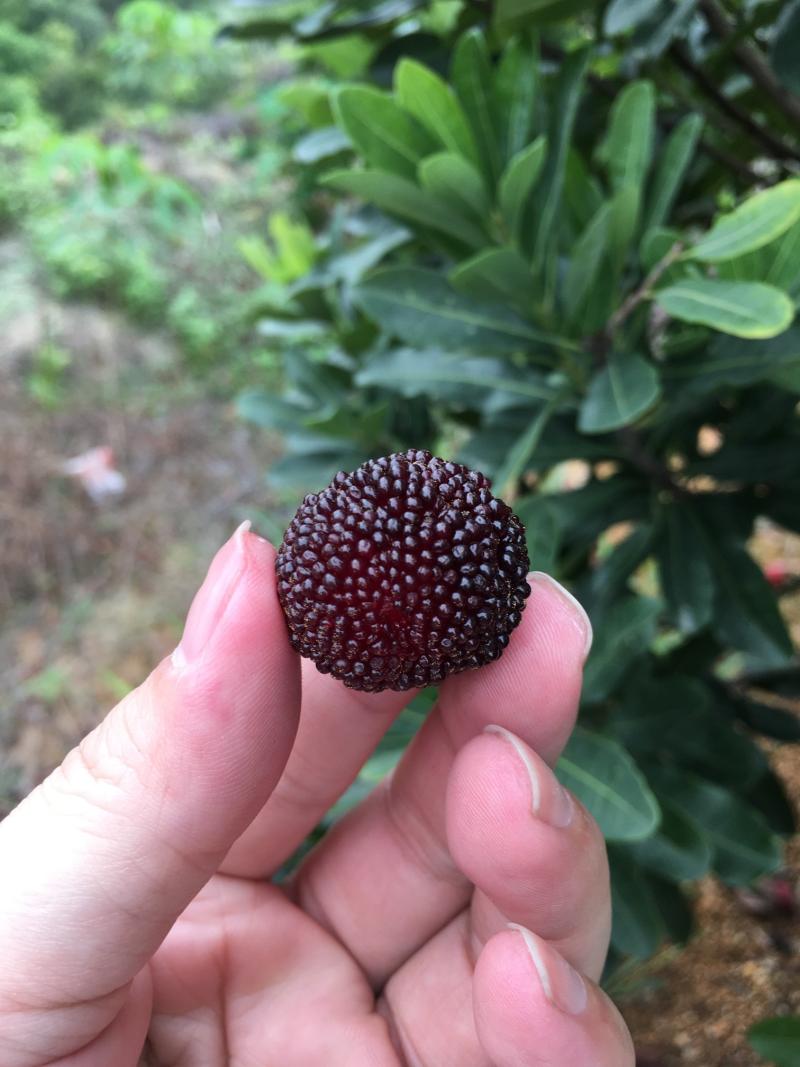 前年嫁接的安海软丝结果香甜可口 - 杨梅论坛 - 水果邦农人之家论坛