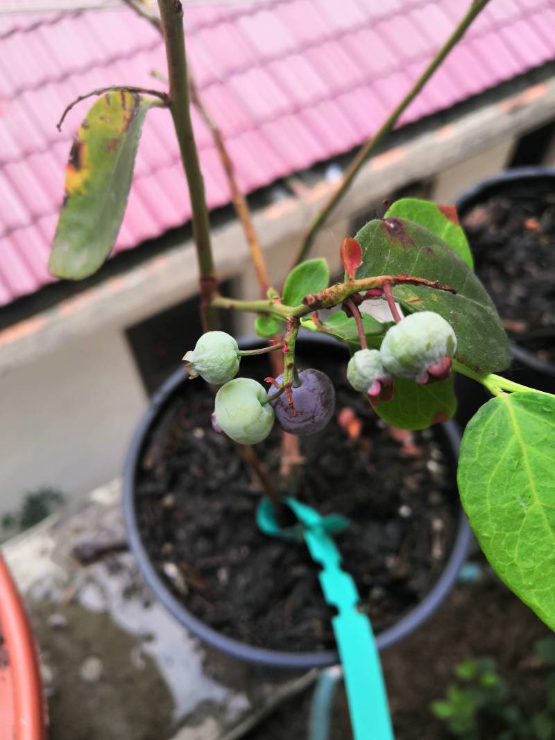 这是蓝莓僵果病吗?哪位大神有治疗好方法.