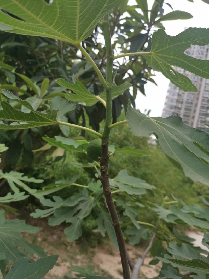 神布小果子不少 - 无花果论坛 - 水果邦农人之家论坛