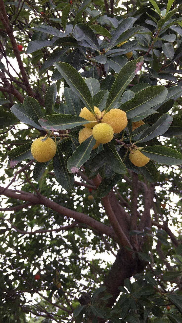 白杨梅水晶杨梅完熟是粉红色的,也不落果!