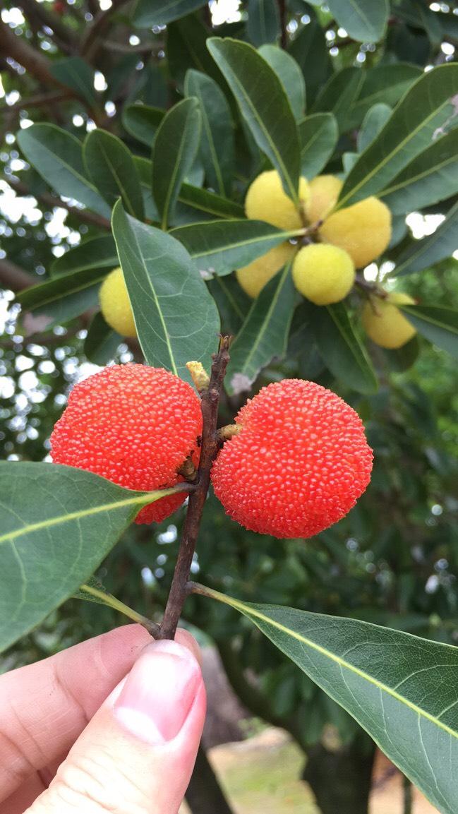 白杨梅水晶杨梅完熟是粉红色的,也不落果!