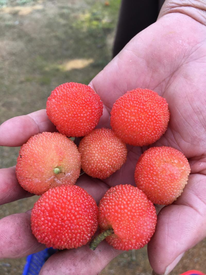 白杨梅水晶杨梅完熟是粉红色的,也不落果!