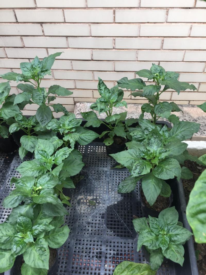 魔鬼辣椒苗最后的几棵了