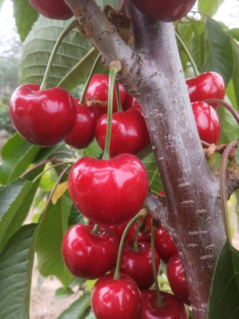 美国一号大樱桃