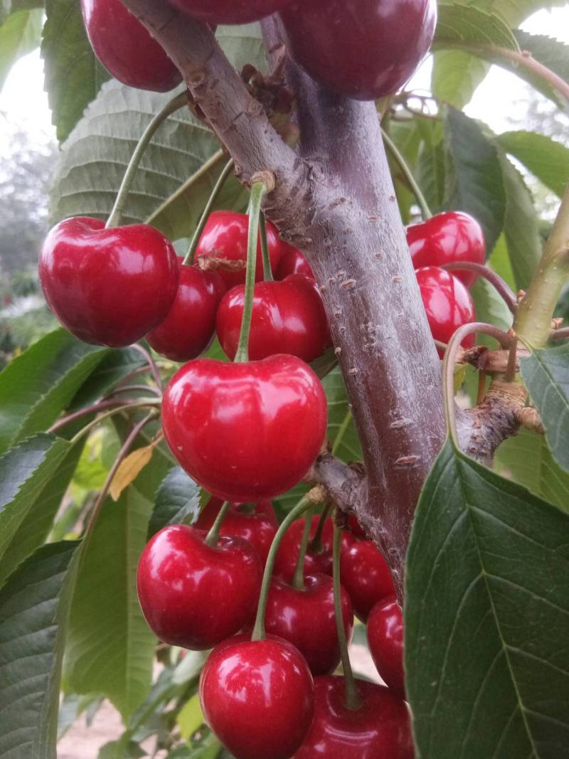 美国一号大樱桃