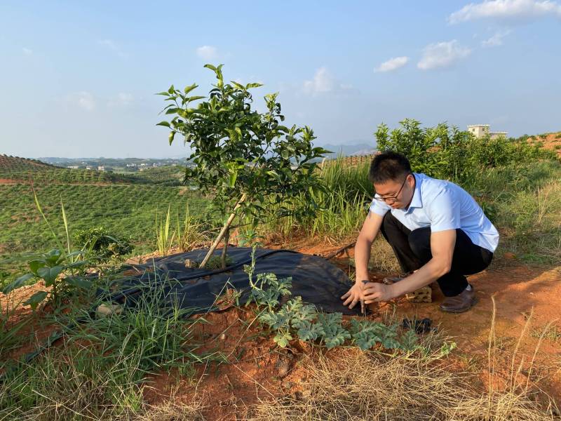 柑橘基地铺设园丰一号新型防草布