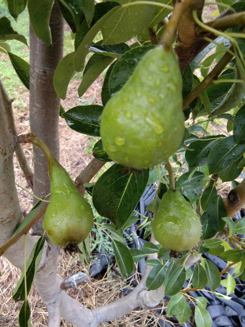 我园子里的几个西洋梨品种