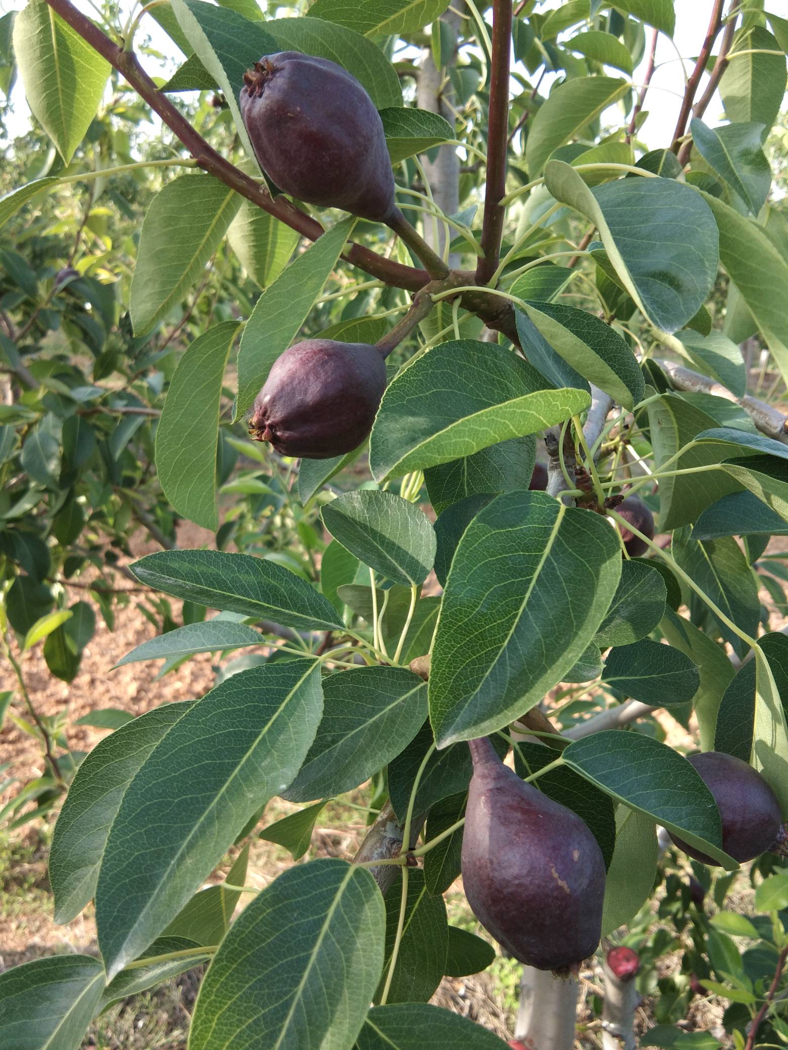 我园子里的几个西洋梨品种 - 梨树论坛 - 水果邦农人之家论坛