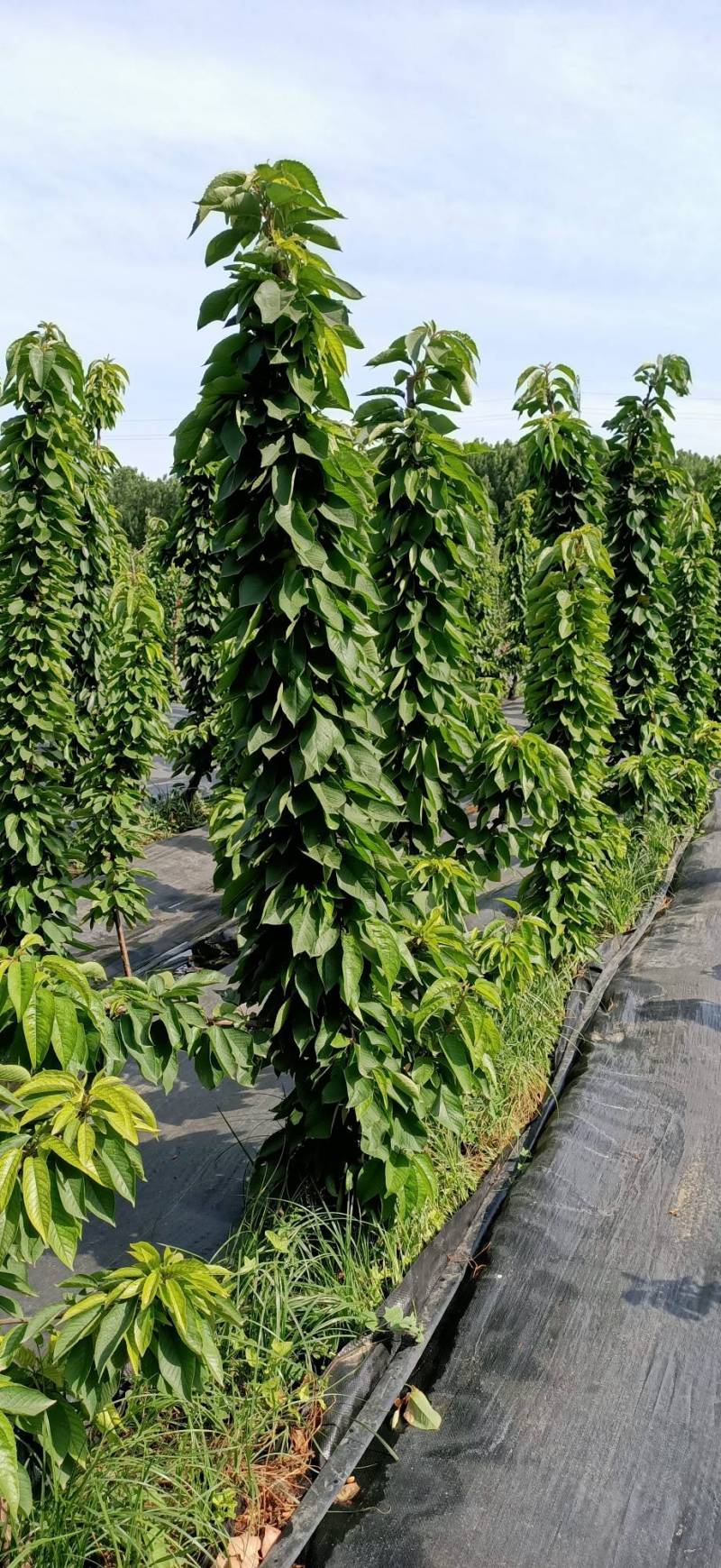 2020-5-27一根棍成花状